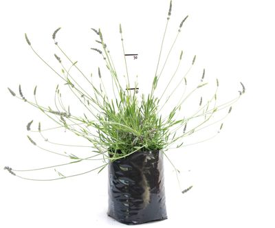 Lavender intermedia 'Grosso' PB6.5