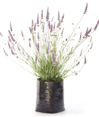 Lavender intermedia &#039;Super&#039; PB6.5