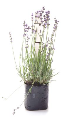 Lavandula angustifolia 'Hidcote' PB3