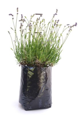 Lavandula angustifolia 'Hidcote' PB6.5