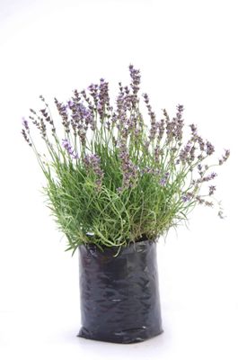 Lavandula angustifolia &#039;Munstead&#039; PB6.5