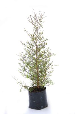 Leptospermum scoparium PB3