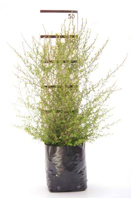 Leptospermum scoparium PB6.5