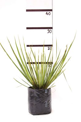 Libertia grandiflora PB3