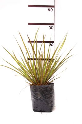 Libertia ixioides PB3