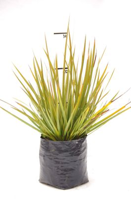 Libertia peregrinans PB3