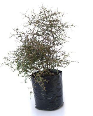 Muehlenbeckia astonii PB6.5