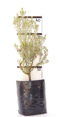 Olearia cymbifolia PB6.5