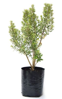 Olearia haastii PB6.5