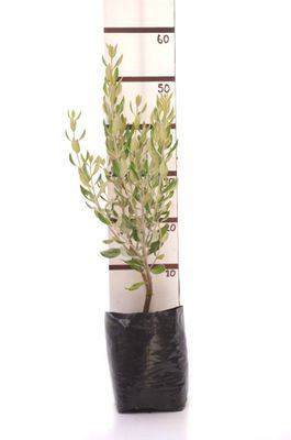 Olearia traversii PB6.5