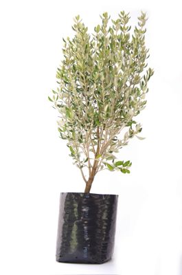 Olearia traversii PB18