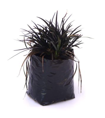 Ophiopogon 'Black Dragon' PB3