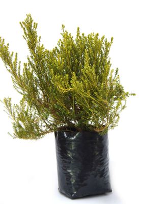 Ozothamnus leptophyllus PB6.5