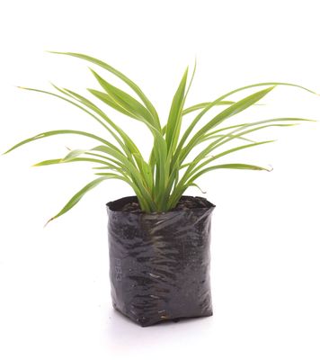 Phormium cookianum PB3