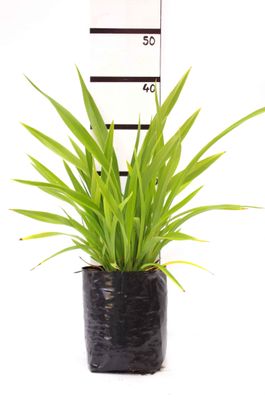 Phormium cookianum PB6.5
