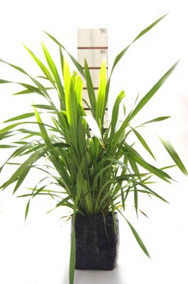 Phormium cookianum PB18