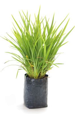 Phormium 'Emerald Green' PB6.5
