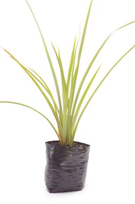 Phormium tenax PB3