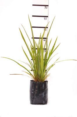 Phormium tenax PB6.5