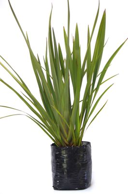Phormium tenax PB18
