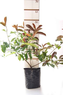 Photinia 'Red Robin' PB6.5