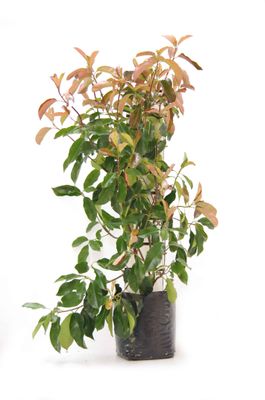 Photinia 'Red Robin' PB18