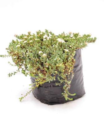 Pimelea prostrata PB3