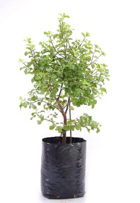 Pittosporum tenuifolium PB6.5