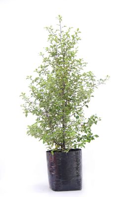 Pittosporum tenuifolium PB18