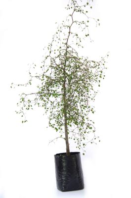 Plagianthus regius PB6.5