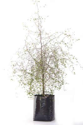 Plagianthus regius PB18