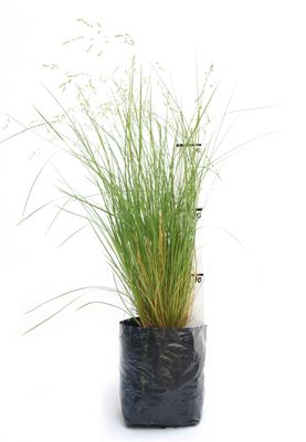 Poa cita PB3
