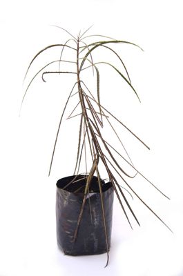 Pseudopanax crassifolius PB6.5