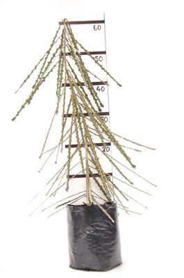 Pseudopanax ferox PB6.5