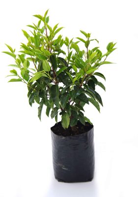 Prunus lusitanica PB6.5