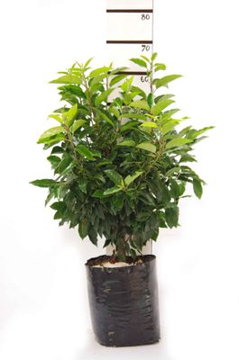 Prunus lusitanica PB18