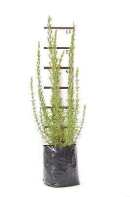 Rosmarinus officinalis PB6.5