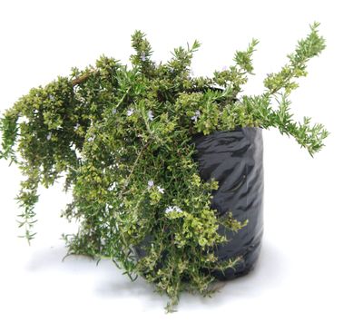 Rosmarinus prostrata PB6.5