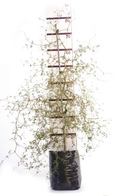 Sophora microphylla PB6.5