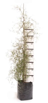 Sophora microphylla PB18