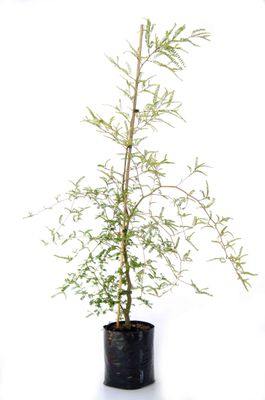 Sophora tetraptera PB6.5