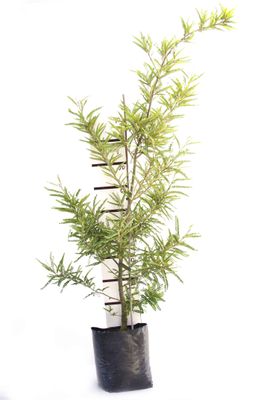 Sophora tetraptera PB18