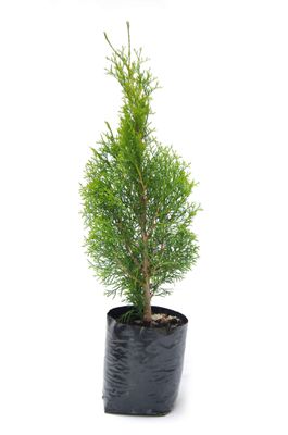 Thuja Smaragd PB6.5