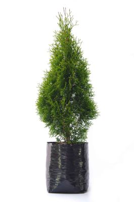 Thuja Smaragd PB18