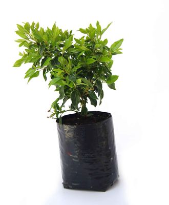 Viburnum tinus PB6.5