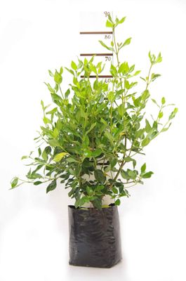Viburnum tinus PB18