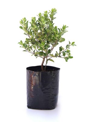 Pittosporum &#039;Stephens Island&#039; PB6.5