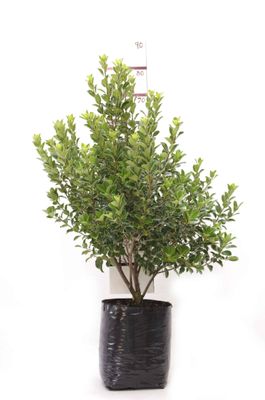 Pittosporum 'Stephens Island' PB18