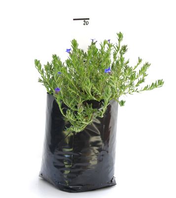 Lithodora 'Grace Ward' PB6.5