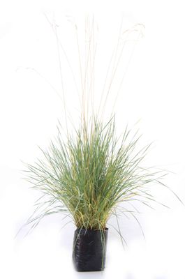 Helictotrichon sempervirens PB6.5